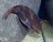 Carinotetraodon irrubesco.