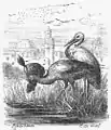 L'histoire du calife cigogne par Carl Offterdinger, 1869