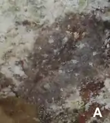 Carminodoris bifurcata