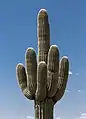 Cactus Saguaro