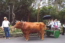 Image illustrative de l’article Ramo grande