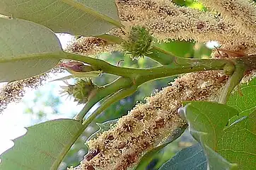 Les inflorescences et les axes secondaires du châtaignier obéissent au modèle de Massart