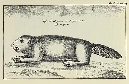 « Ces animaux semblent se parler & raisonner les uns avec les autres par certains tons plaintifs non articulez. »