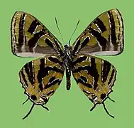 Catapaecilma nakamotoi