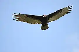 Urubu à tête rouge (C. aura) en vol.