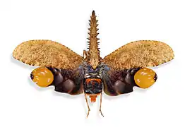 Cathedra  - Cathedra serrata