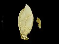 Catherinum recurvitergum (Scalpellidae).