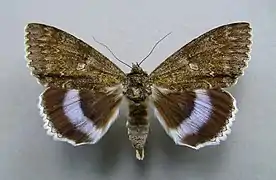 Catocala fraxini, la Lichénée bleue