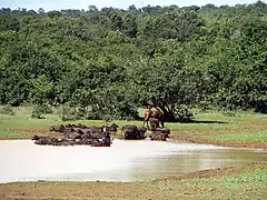 Chevaux et buffles d'eau