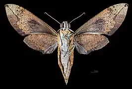 Revers de la femelle(coll.MHNT)