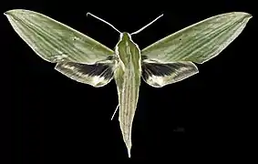 Avers du mâle (coll.MHNT)