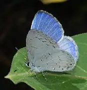 Celastrina neglecta