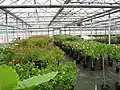 L'intérieur des serres de la pépinière.