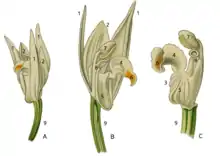 Dessin en couleurs montrant trois décompositions différentes d'une même fleur agrémentées de numéros.