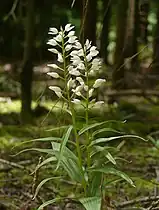 Céphalanthère à longues feuilles.