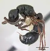 Lioponera suscitata.