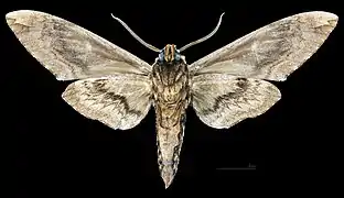 Ceratomia amyntor ♂   △