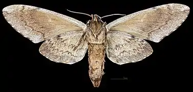 Ceratomia amyntor ♀  △