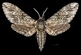 Avers du mâle (coll.MHNT)