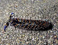 Cerberilla ambonensis