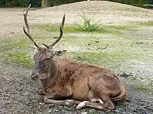 Cervus elaphus barbarus.