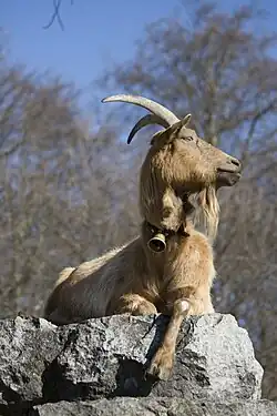 Chèvre bottée brune