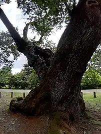 Tronc du chêne de Cantaure