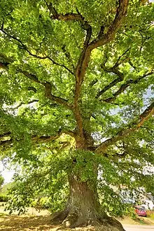 Waldweistroff, chêne tricentenaire.