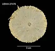 Chaetodiadema pallidum