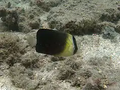 Chaetodon blackburnii