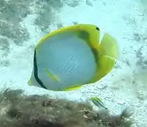 individu sauvage à Madagascar