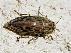 Chalcophora mariana.