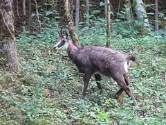 Chamois du Haut Doubs.