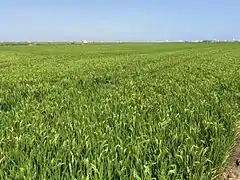 Champ de riz près de Sueca en juillet