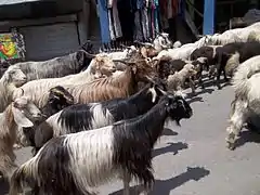 Troupeau de Changthangi traversant la ville de Manali à 450 km de Leh.