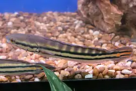 Patron de coloration juvénile