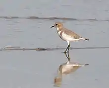 Pluvier des Falkland (Charadrius falklandicus)