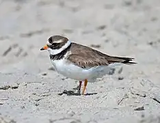 Pluvier grand-gravelot.