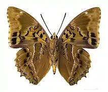 ♂ △ face ventrale