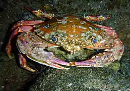 Charybdis erythrodactyla