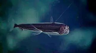 Chauliodus sp. (Stomiiformes)