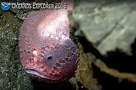 Chaunacops coloratus (gros plan sur le visage et l'illicium)