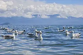 Goélands argentés de Mongolie sur le lac Baïkal.