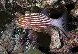 Cheilodipterus macrodon