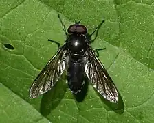 Cheilosia variabilis (mâle)