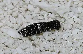 Camachoaglaja berolina