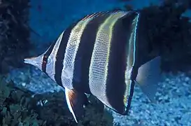 Chelmonops truncatus