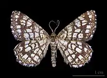 Chiasmia clathrata  (Linnaeus, 1758)