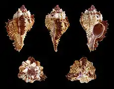 Chicomurex laciniatus