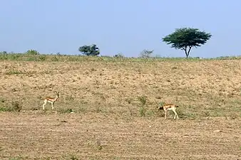 Gazelles chinkara dans le désert au Rajasthan en novembre 2019.